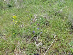 Helianthemum ledifolium