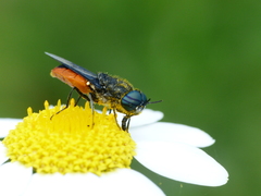 Odontomyia flavissima