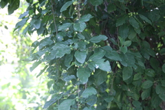 Celastrus flagellaris