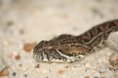 Bitis atropos