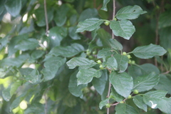 Celastrus flagellaris