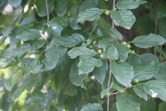 Celastrus flagellaris