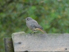 Phoenicurus ochruros