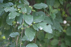 Celastrus flagellaris