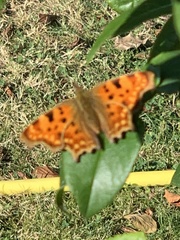 Polygonia c-album