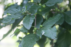 Celastrus flagellaris