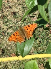 Polygonia c-album