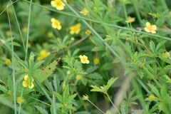 Potentilla erecta