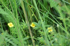 Potentilla erecta