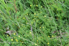 Potentilla erecta