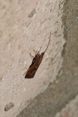 Limnephilus auricula