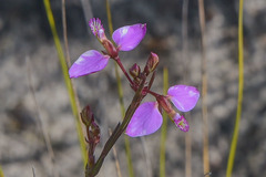 Polygala triquetra