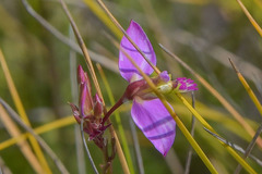 Polygala triquetra