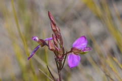 Polygala triquetra