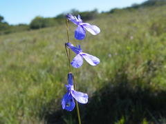 Lobelia tomentosa