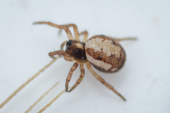 Hypsosinga albovittata