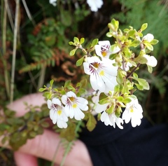 Euphrasia cuneata