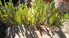 Salicornia littorea