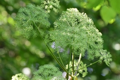 Angelica archangelica