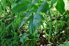 Angelica archangelica