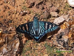 Phocides johnsoni