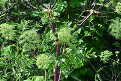 Angelica archangelica