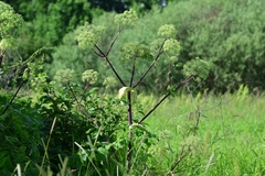 Angelica archangelica