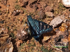 Phocides johnsoni