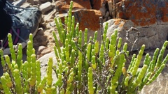 Salicornia littorea