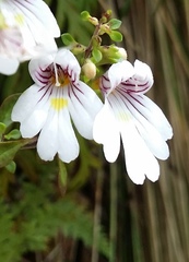 Euphrasia cuneata
