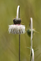 Cirsium velatum