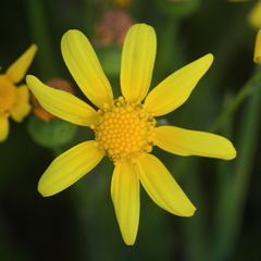 Senecio littoreus