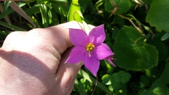 Chironia peduncularis