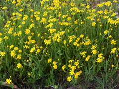 Senecio littoreus