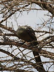 Corythaixoides concolor pallidiceps