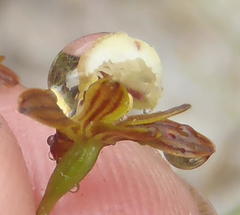 Eulophia cochlearis