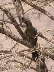 Corythaixoides concolor pallidiceps