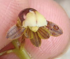 Eulophia cochlearis