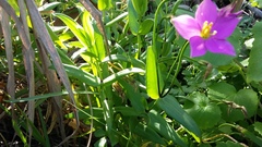 Chironia peduncularis