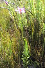 Chironia jasminoides