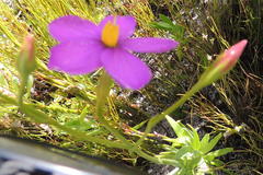 Chironia jasminoides