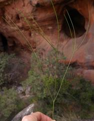Anginon ternatum