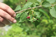 Prunus maximowiczii