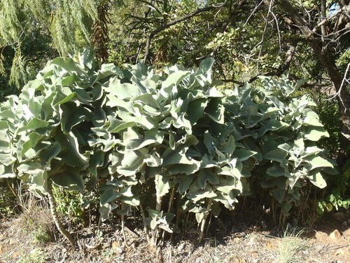 Velvet-leaf