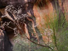 Anginon ternatum
