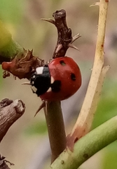 Coccinella septempunctata