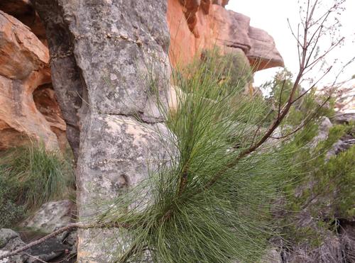 Gifberg Needle-Leaf (Anginon ternatum)