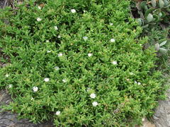 Delosperma patersoniae