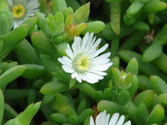 Delosperma patersoniae