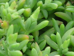 Delosperma patersoniae